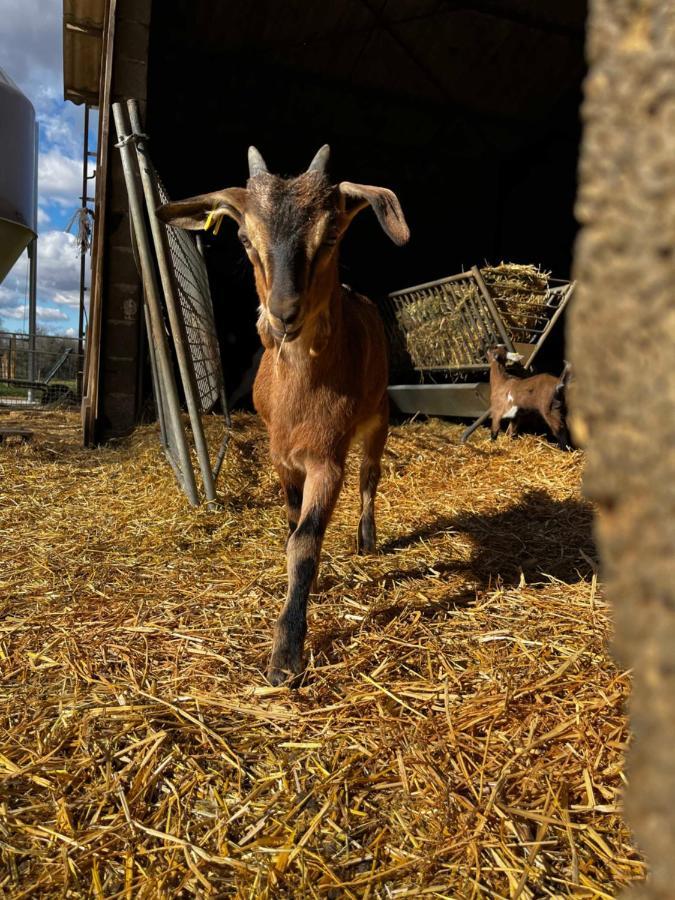 Gite La Truffiere Gras Buitenkant foto