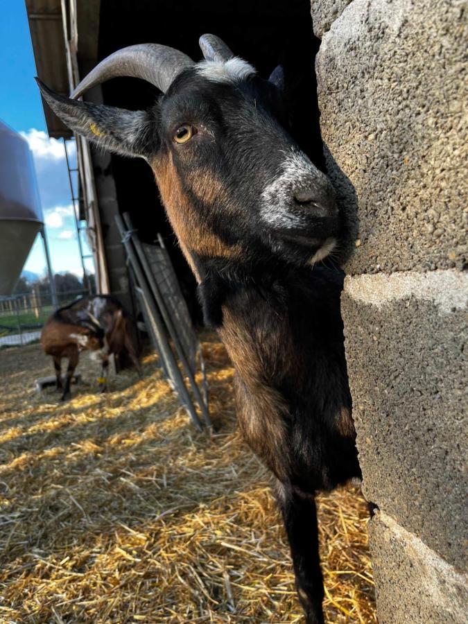 Gite La Truffiere Gras Buitenkant foto